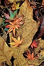 Autumnal Big Leaf & Japanese Maple Leaves